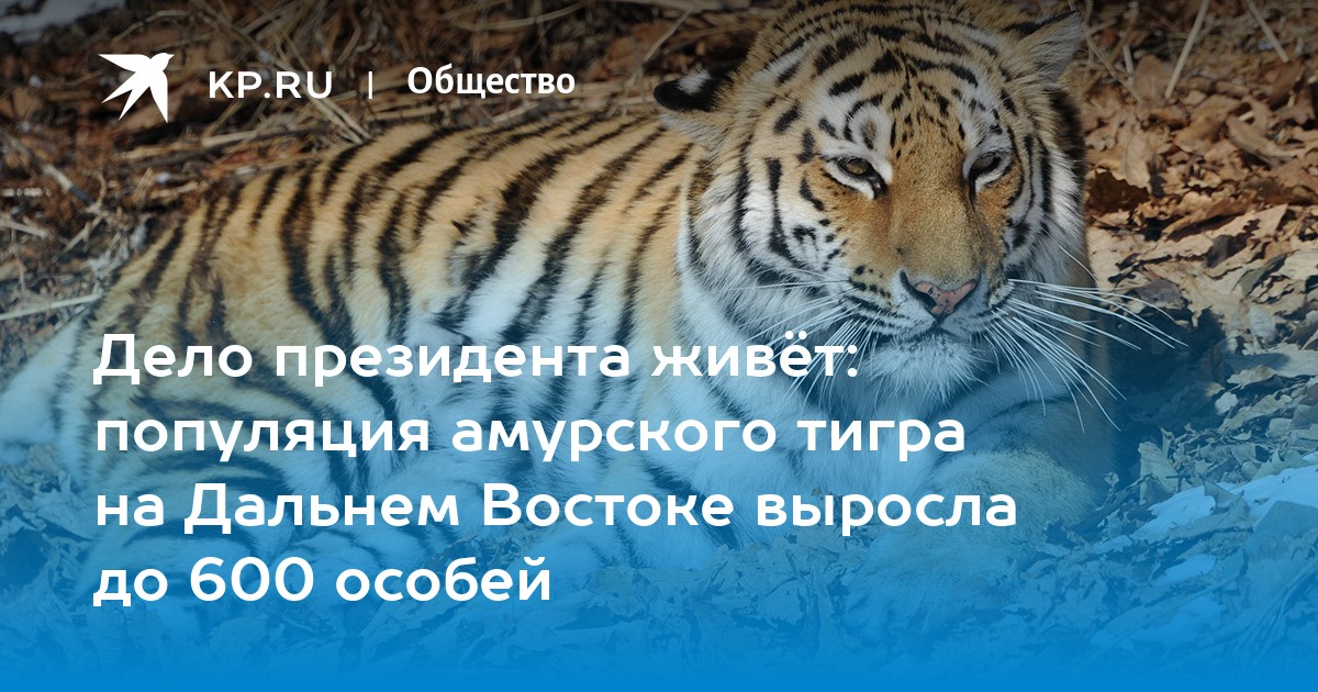 Год тигра события. Амурский тигр реклама. Помоги амурским тигром. Сколько амурских тигров в России на 2020 год осталось в природе.