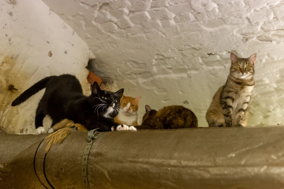 Эрмитаж показал, как живут музейные коты во время режима самоизоляции