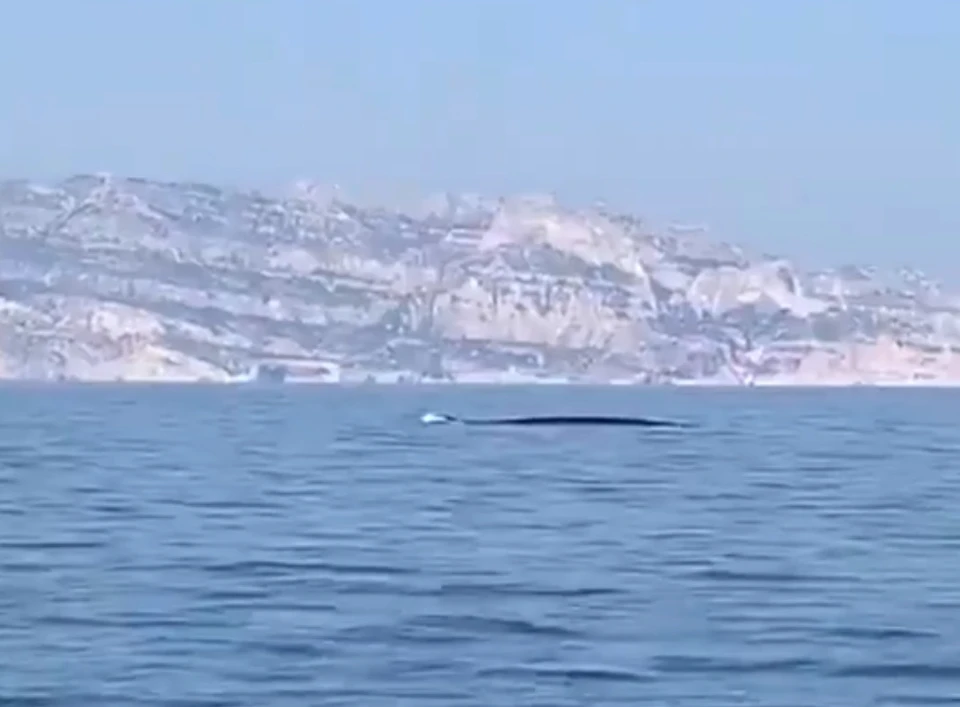 Патруль заметил двух китов Фото: Calanques Park