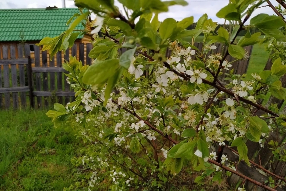 Деревья в садах Прикамья зацвели этой весной очень рано.