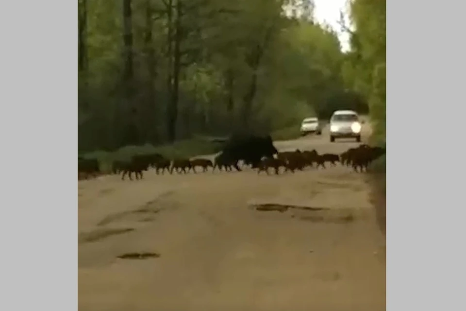 Огромное стадо кабанов попало на видео под Рязанью. Фото: Олег Медведев.