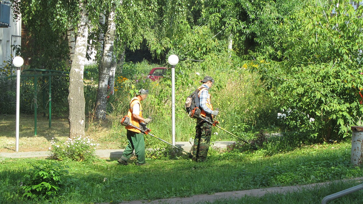 Главный эколог Владимира: «Косить траву в городе необходимо, чтобы не было  вредных насекомых» - KP.RU