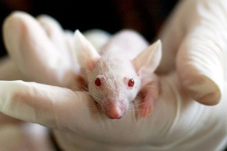 Трансгенные мыши помогут новосибирским ученым в борьбе с коронавирусом. Фото: Правительство Новосибирской области.