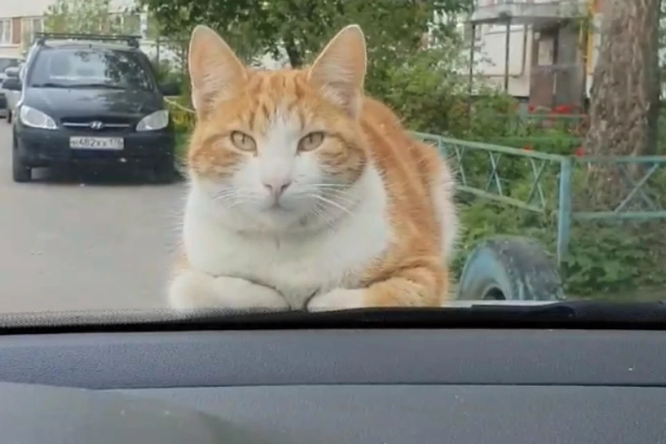 Наглый рыжий кот "терроризирует" петербурженку своим досугом на капоте ее машины. Фото: vk.com/spb_today_unpublished