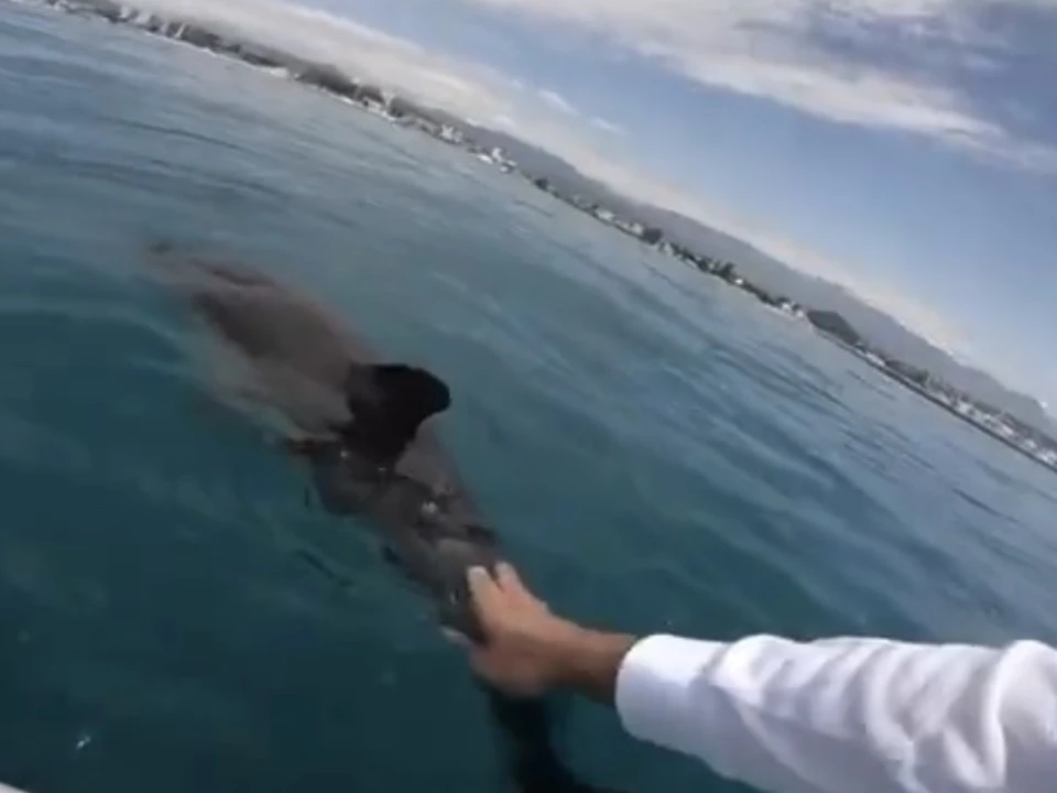 В Сочи необходим стационарный центр спасения и реабилитации дельфинов. Фото: @delfacenter