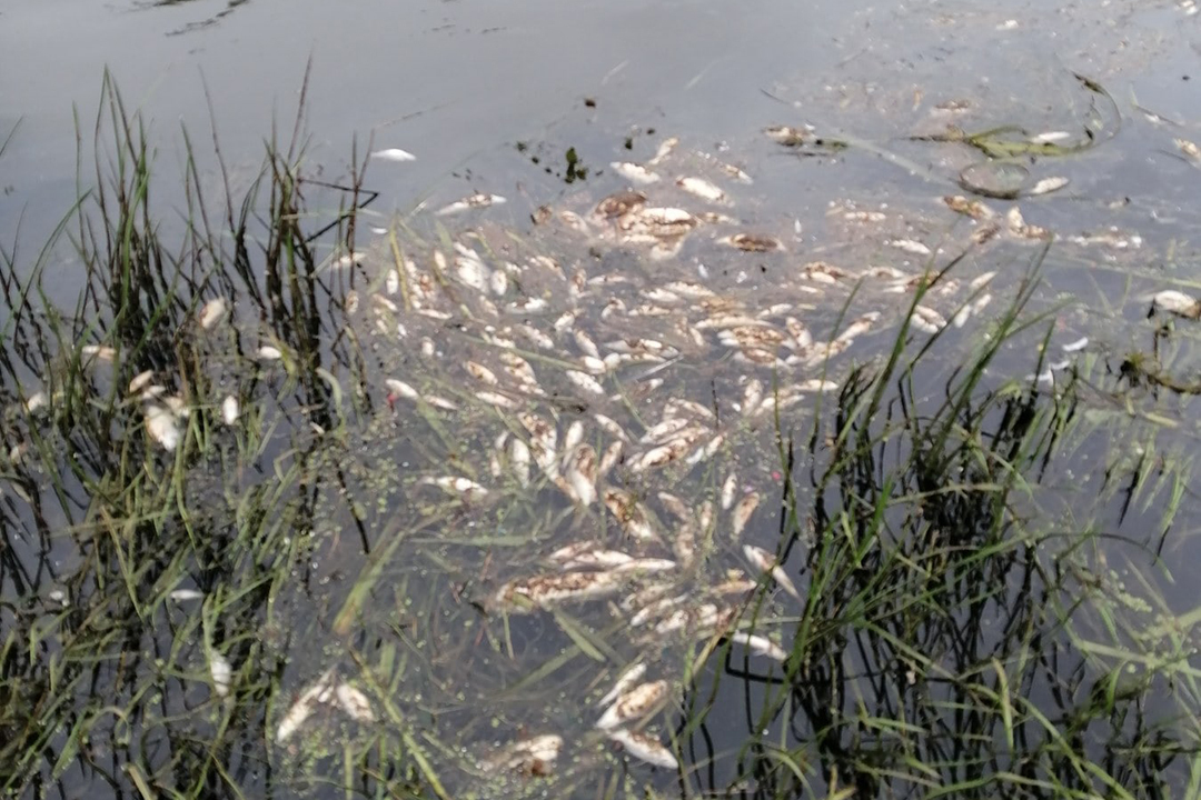 Фото: Рыбалка в Гродно | Гродненская область