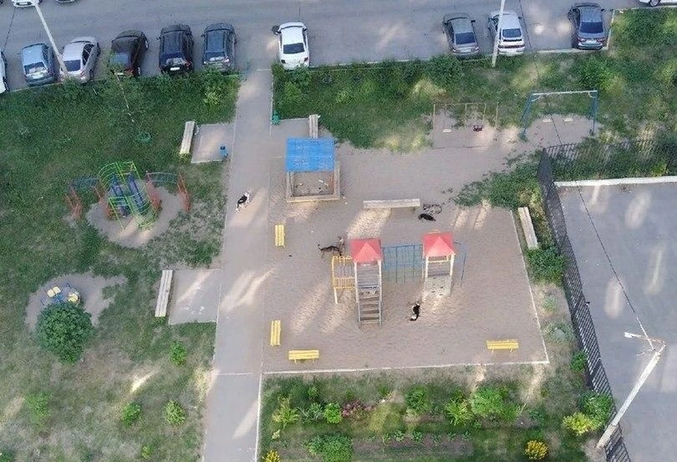 Стаи собак оккупировали детскую площадку