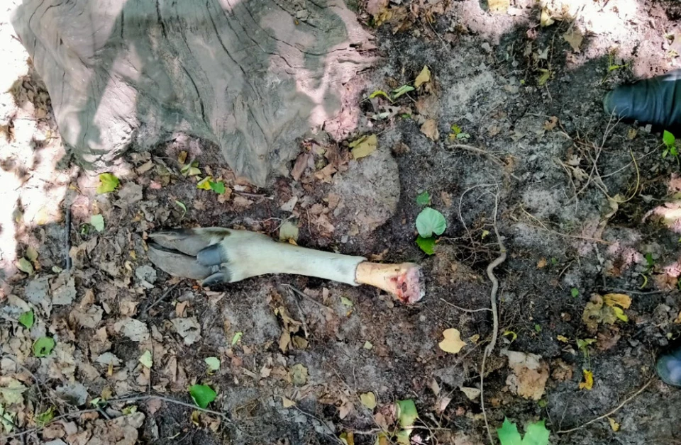 В парке найдены останки туши животного. Фото ГУ МВД по Саратовской области
