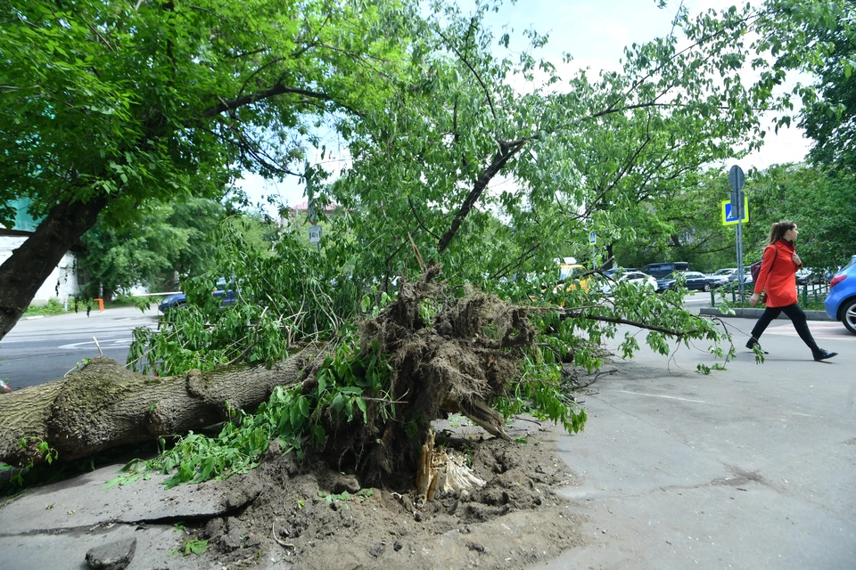Во время шторма и ливня в Москве повалило 10 деревьев