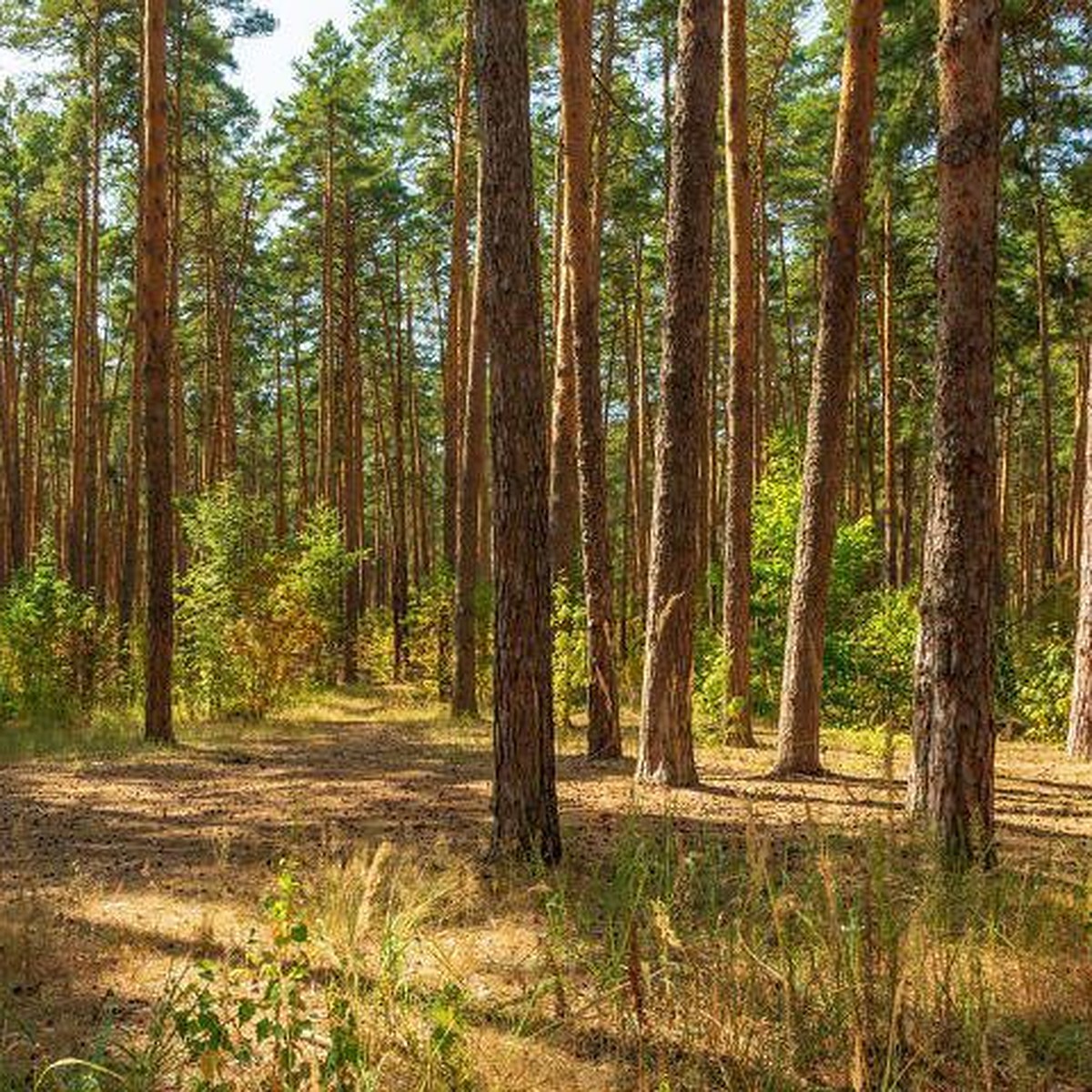 Здесь лесами Цна любуется - KP.RU