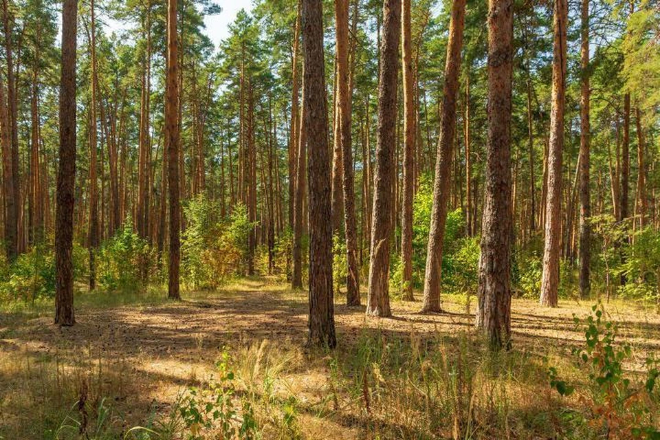 Тамбовская область в числе пяти регионов страны досрочно выполнила запланированный на 2020 год объем посадок леса.