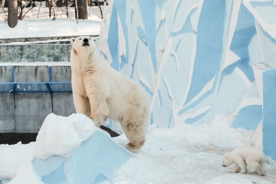 После выхода из карантина Новосибирский зоопарк изменил цены на билеты.