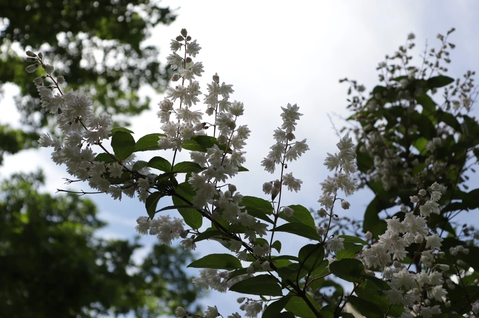 Садоводам дейция полюбилась за продолжительное цветение. Фото: Юрий Наумцев