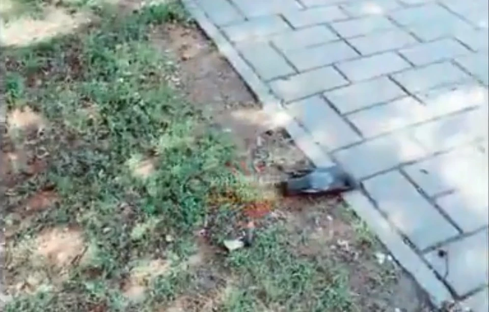 Фото: скриншот видео ("Инцидент Омск")