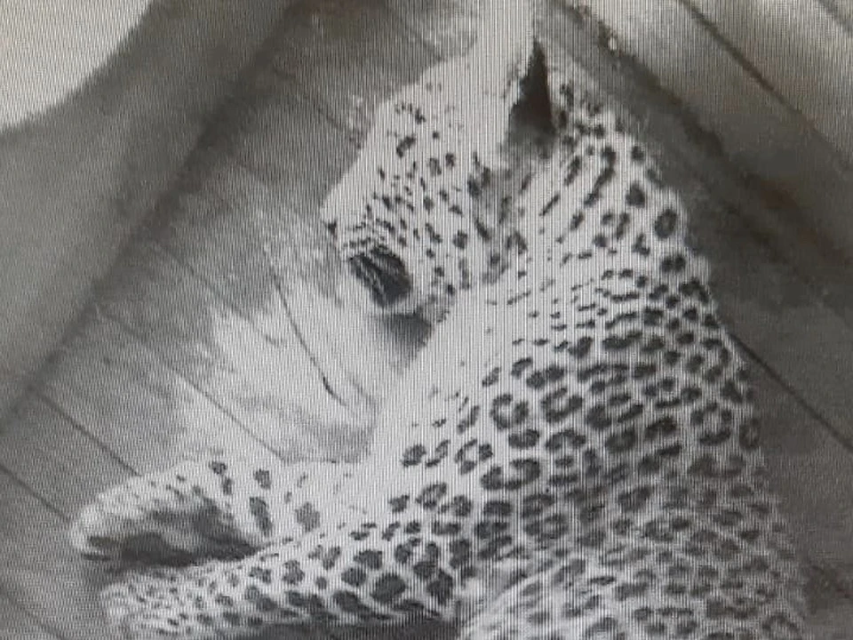В Сочи у пары леопардов родился котёнок. Фото пресс-службы Сочинского национального парка.