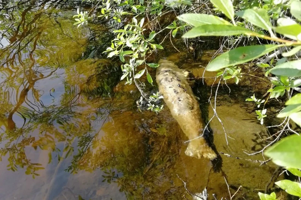 Больную рыбу нашли сразу в нескольких реках региона. Фото: веткомитет Мурманской области