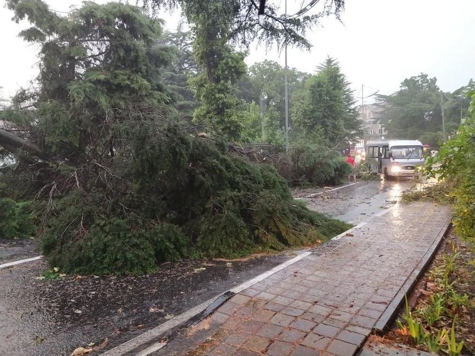 Ураган в Сочи повалил десятки деревьев. Фото ВК "Типичный Сочи"