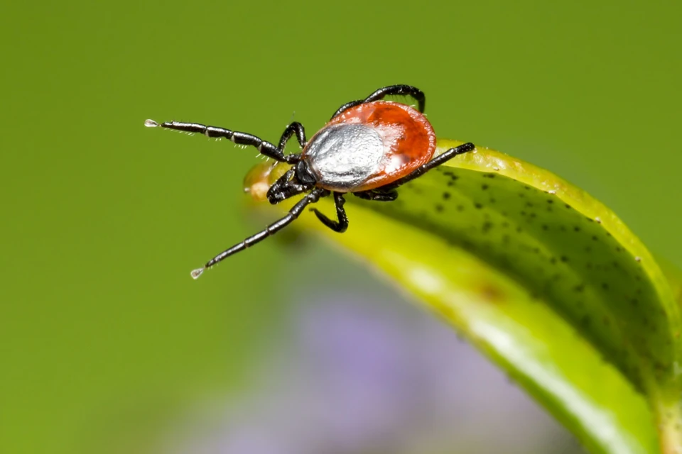 Фото: pixabay.com
