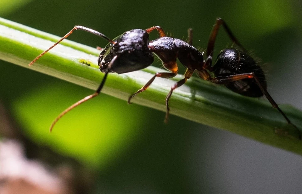 Дождь из летающих муравьев в Британии: миллионы насекомых появились на метеорологических радарах
