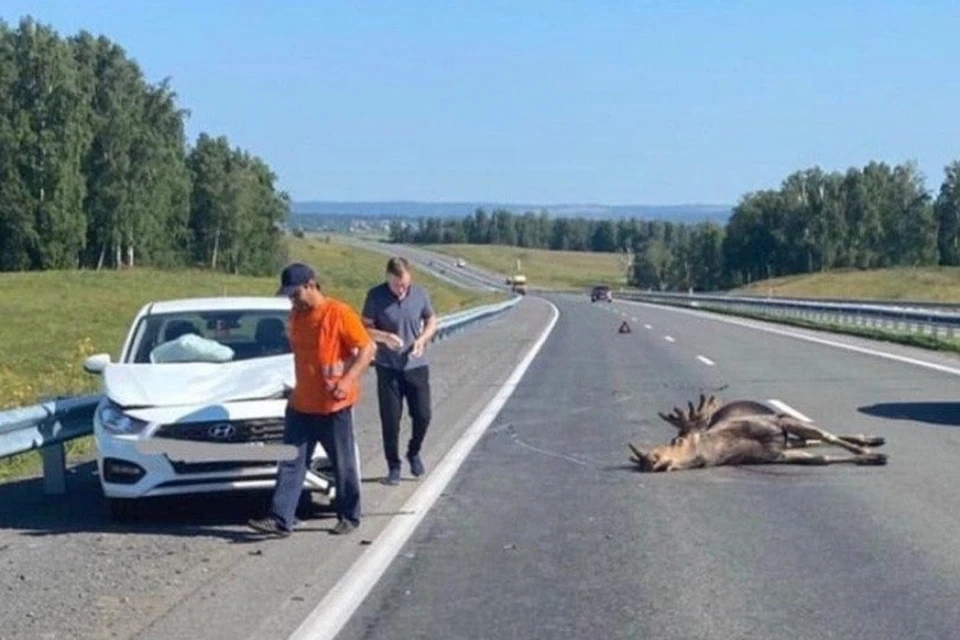 В Кузбассе водитель сбил лося. Фото: dtp_42lk/vk.com