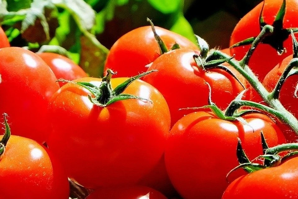 Жители региона смогу покупать овощи с местных грядок