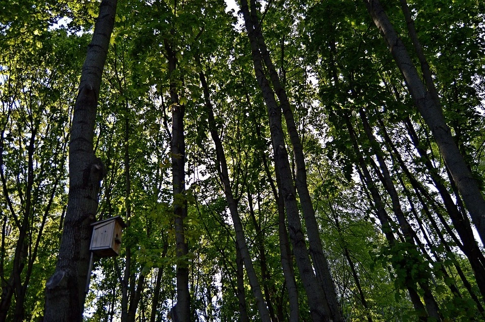 Летние лагеря откроются в Липецке