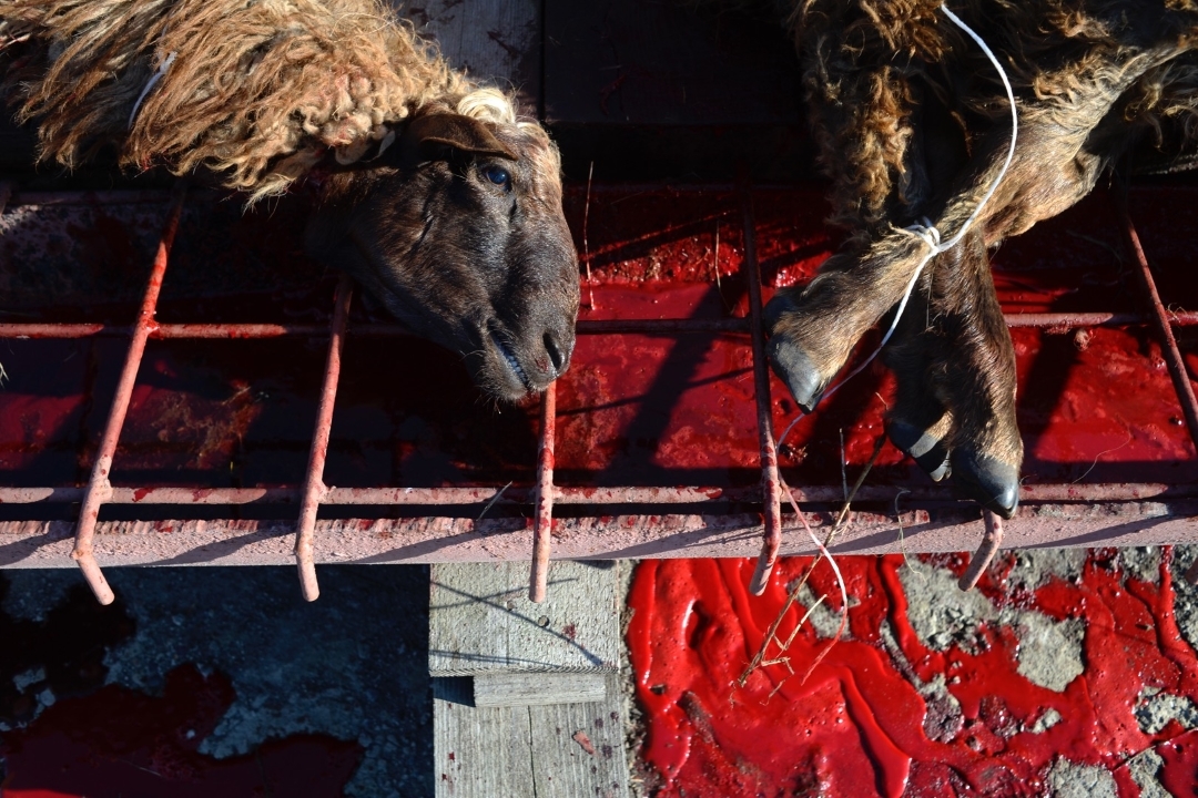 Курбан-байрам — праздник жертвоприношения в честь окончания паломничества в Мекку