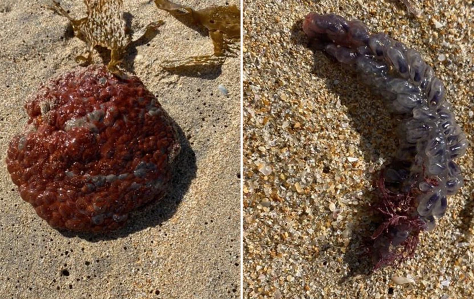 Австралийка нашла странный существ на берегу после шторма. Фото: Facebook