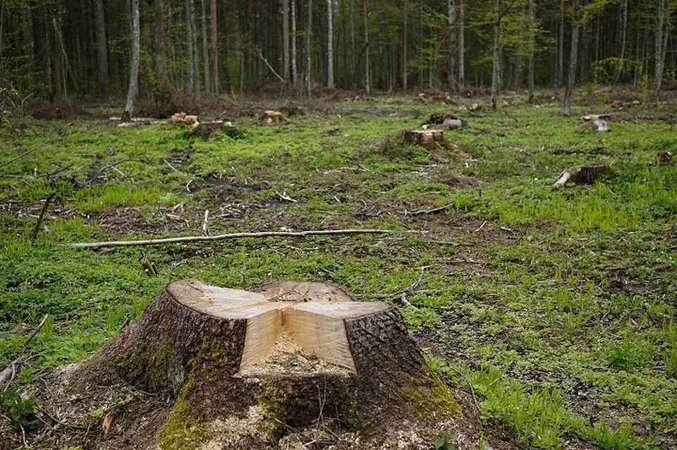 Злоумышленник незаконно вырубил 50 деревьев