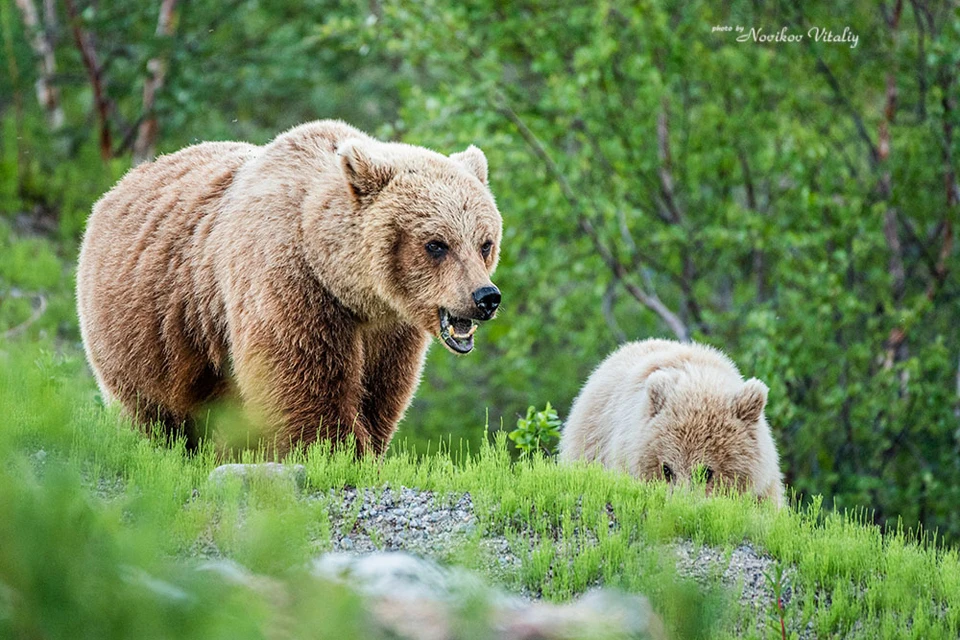 Медведица защищала своих малышей от хрупкой девушки. Фото: Виталий Новиков