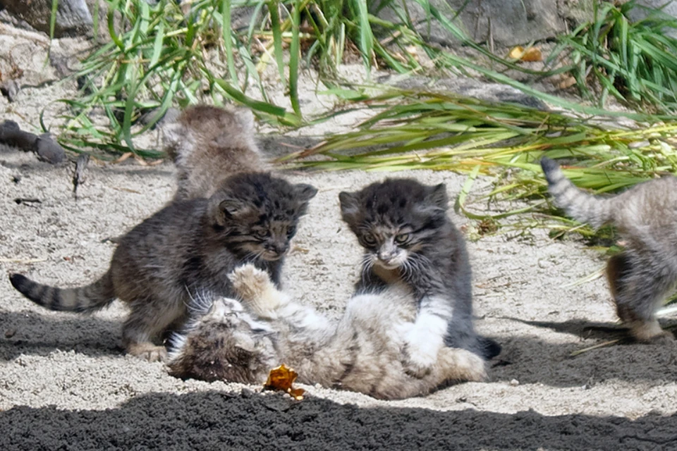 Три семьи манулов растят 16 котят. Фото: предоставлено пользователем www.instagram.com/kivu1i/