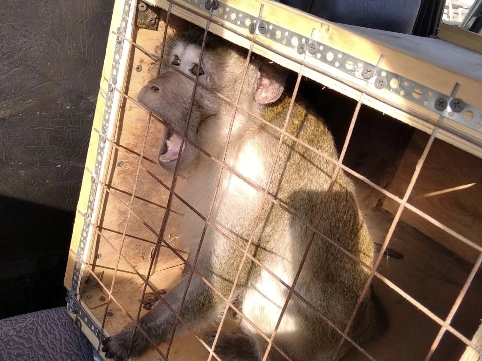 В Сочи закрыли нелегальный питомник экзотических животных. Фото предоставлено пресс-службой городской мэрии