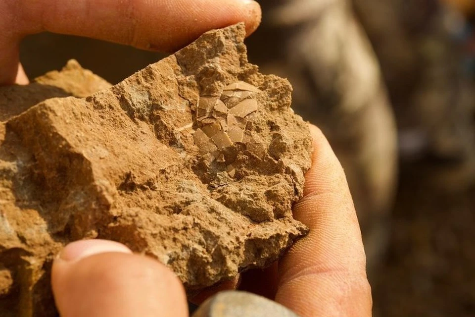 В Кузбассе найден фрагмент яйца динозавра возрастом 125 миллионов лет. Фото: Пресс-служба АПК