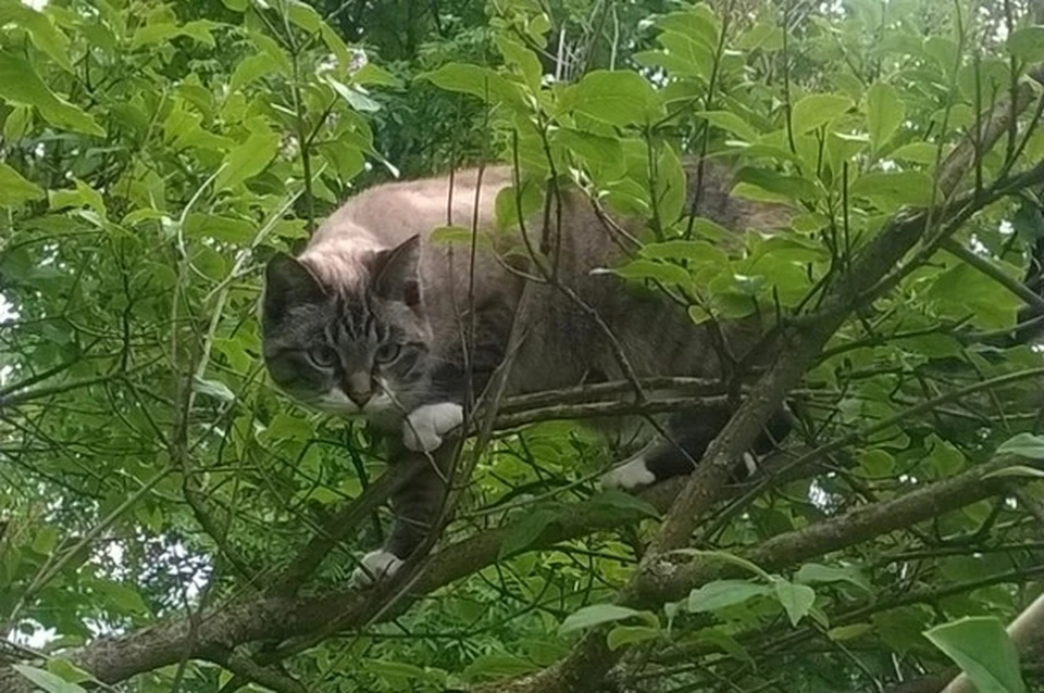 Мурысю взяли из приюта. Сейчас кошечка приносит счастье. Фото Юрия Ануфриева.