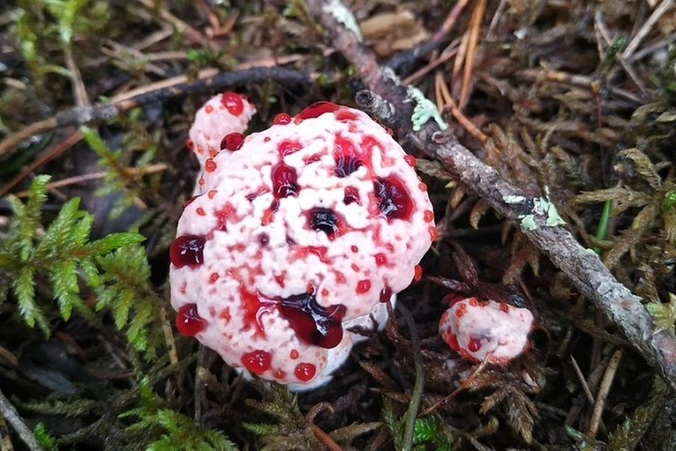 Уникальный "кровавый" гриб нашли в лесу под Волховом. Фото: vk.com/grib_spb