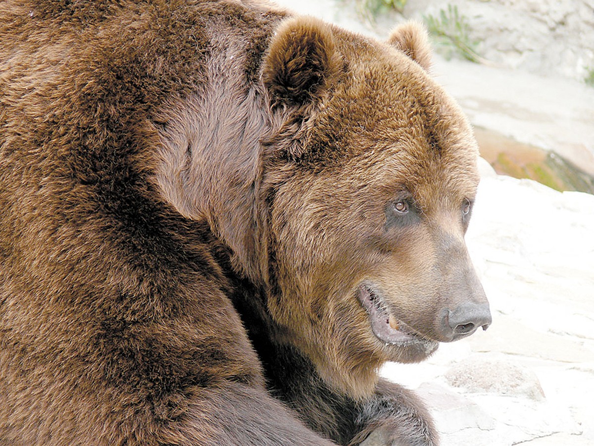 Медведи 10 часов. Бурый медведь в Якутии. Бурый медведь Якутск. Якутский медведь бурый. Медвежата Якутия.