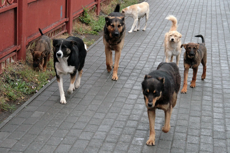 Бездомные собаки всю зиму нападали на детей и взрослых в разных районах Тольятти