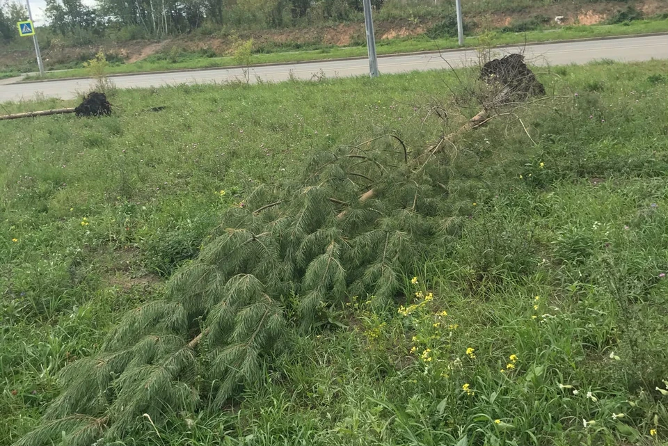 Пересаженные сосны ветром вывернуло с корнем. Фото: Фермеры Садоводы Челябинск / Vk.com