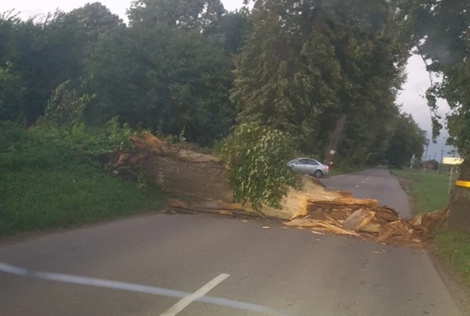 Дерево, упавшее на дорогу в Приморске