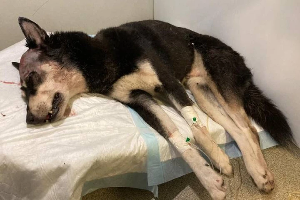 Избитая топором собака, которую нашли на помойке в Петербурге, впала в кому