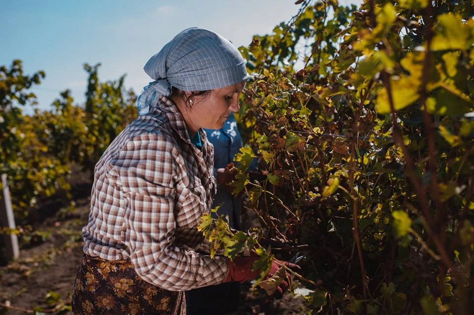 В Молдове сборщиков винограда катастрофически не хватает. Фото: Александр Козырский