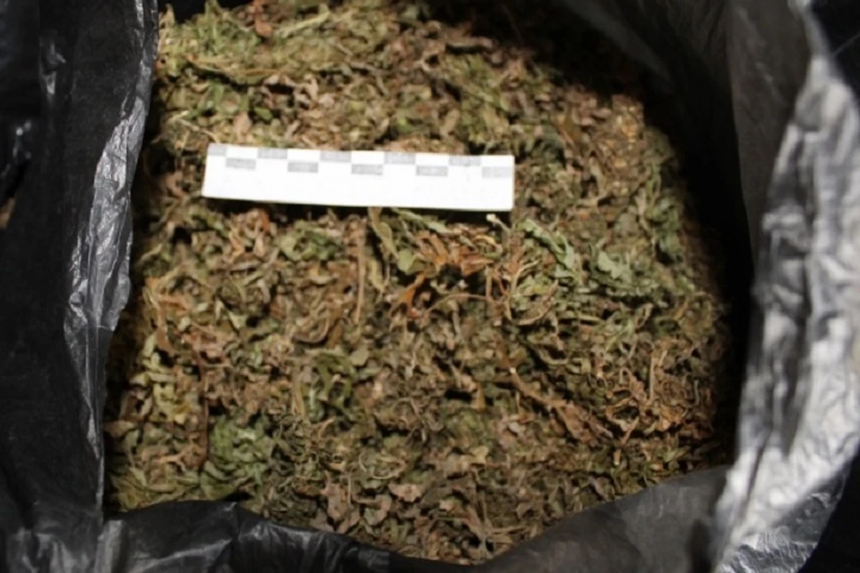 Чем грозит сбыт марихуаны семена седек интернет магазин