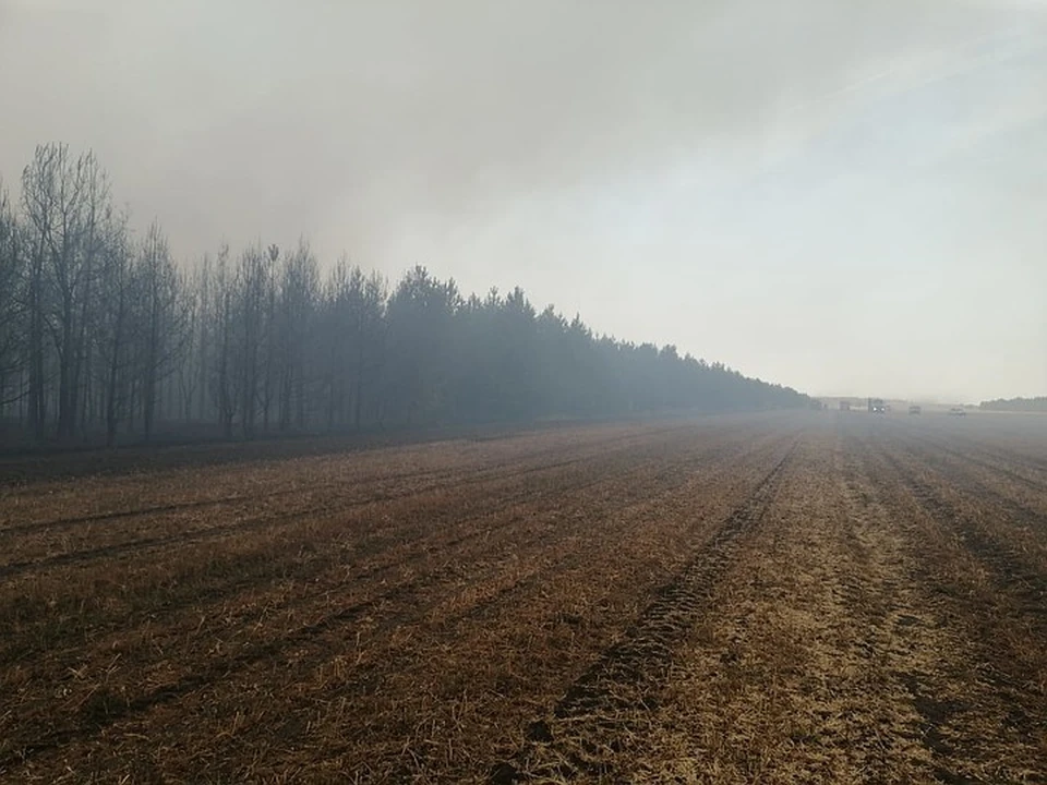Бобровский лес выгорел дотла