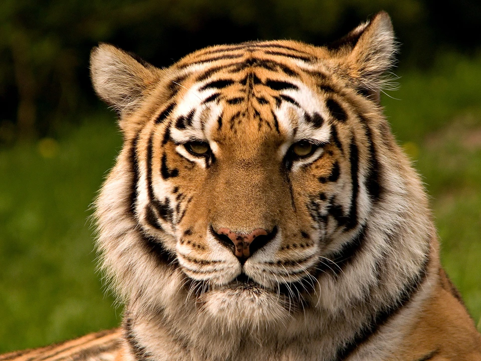 Амурский тигр - животное краснокнижное. Фото: wikimedia.org