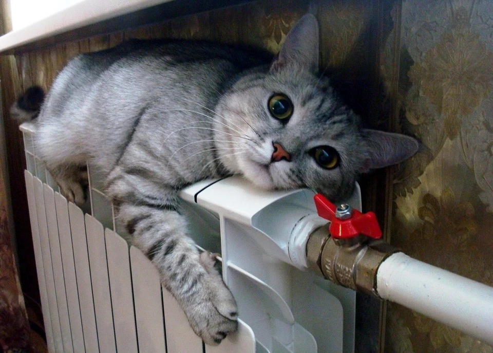 Фото: yandex.ru