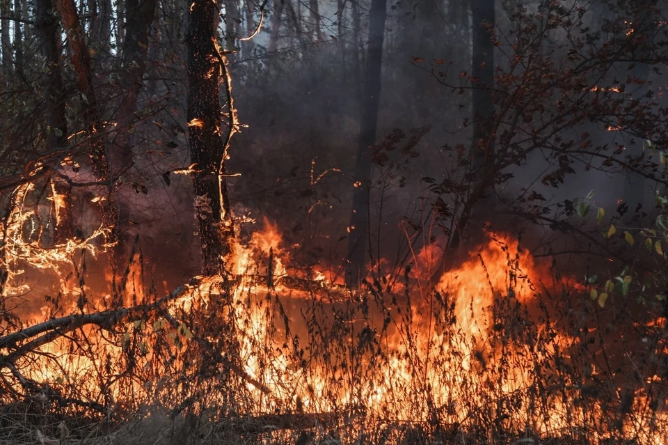 Лесные пожары охватили Воронежскую область.
