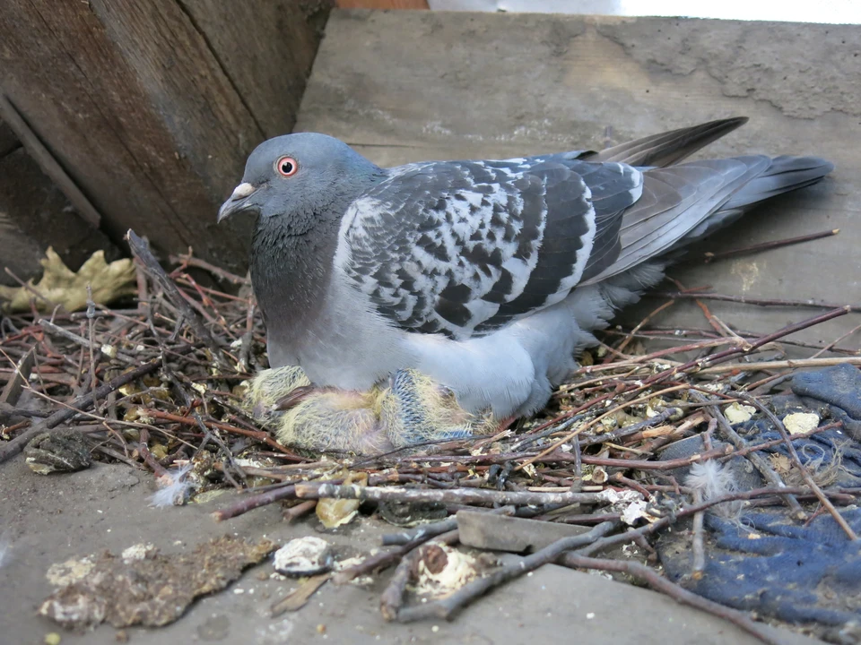 Самка голубя может снести всего два яйца, но делает это четыре раза в год.