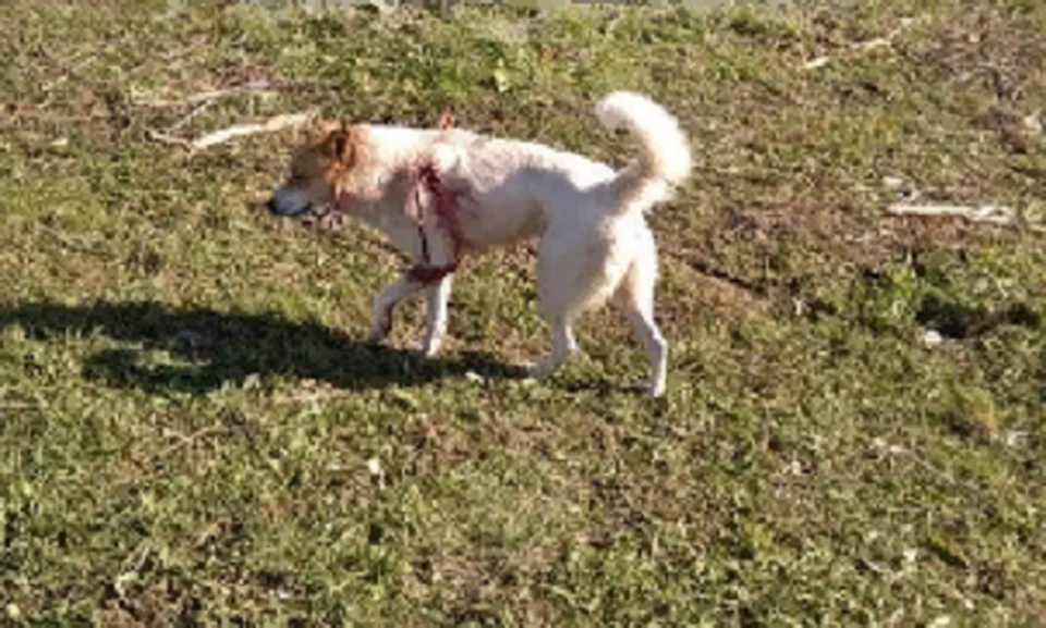 Опасности охоты с домашним питомцем