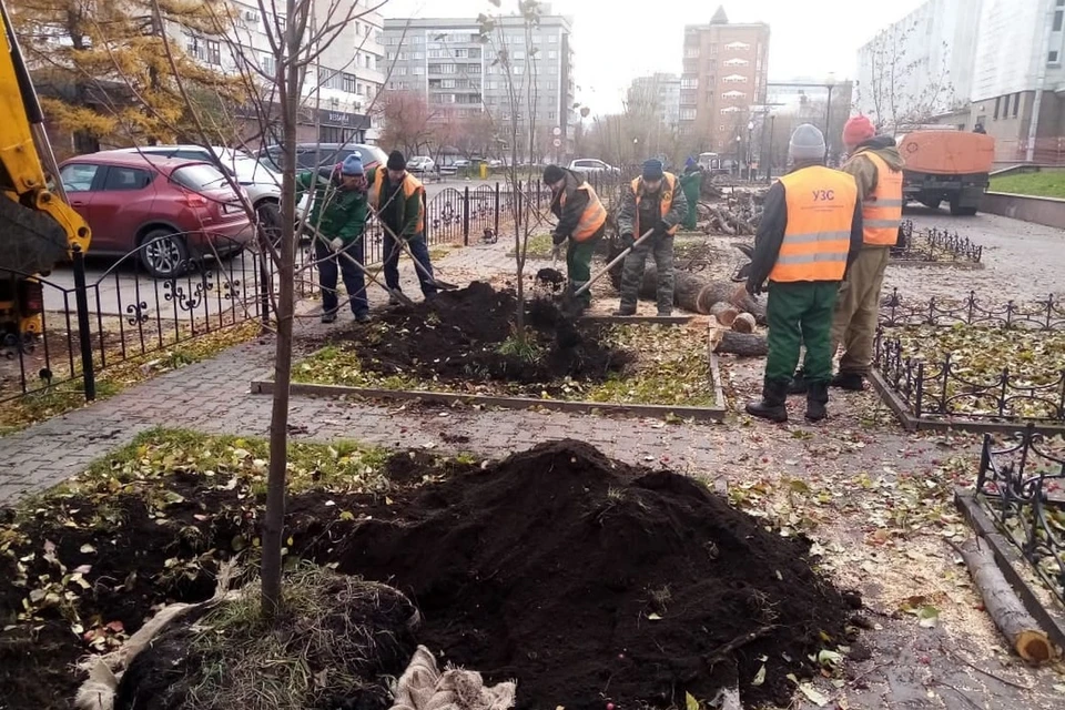 В Красноярске возле здания суда вырубили розовые яблони. Фото: пресс-служба администрации города