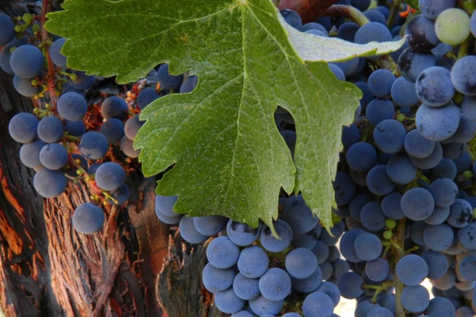 Тот самый сорт винограда, который лечит последствия коронавируса. Фото: пресс-служба КФУ